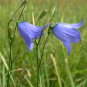 True Scottish Wild Bluebell Harebell Campanula rotundifolia - 50 Seeds
