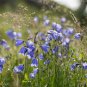 True Scottish Wild Bluebell Harebell Campanula rotundifolia - 50 Seeds