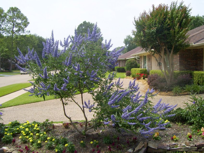 Blue Vitex Chaste Tree Vitex agnus-castus - 20 Seeds