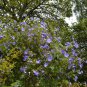 Unusual Blue Flowering Maple Abutilon vitifolium - 15 Seeds