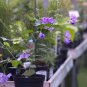 Unusual Blue Flowering Maple Abutilon vitifolium - 15 Seeds