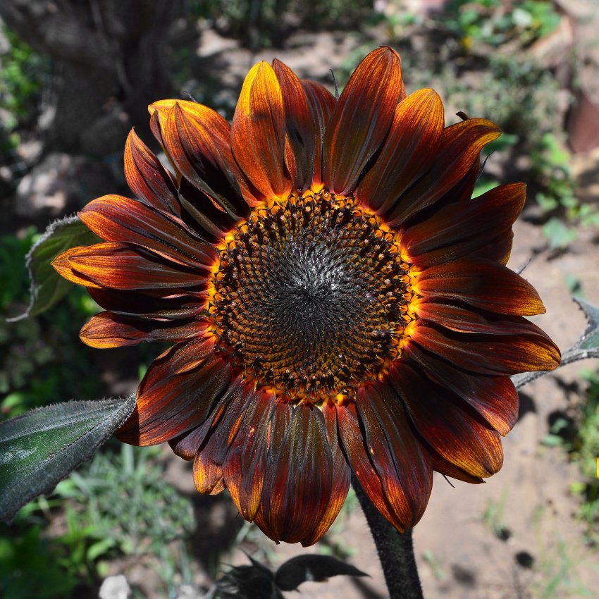 Branching Sunflower 'Velvet Queen' Helianthus annuus - 30 Seeds