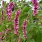 Kiss Me Over The Garden Gate Prince's Feather Persicaria orientalis - 20 Seeds