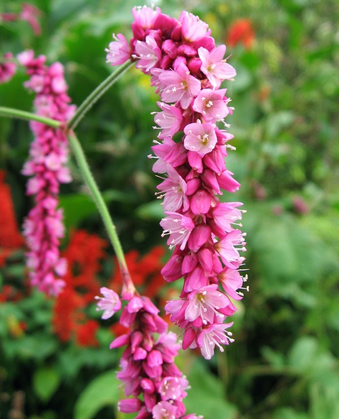 Pink Kiss Me Over The Garden Gate Persicaria orientalis - 25 Seeds