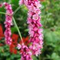 Kiss Me Over The Garden Gate Prince's Feather Persicaria orientalis - 20 Seeds
