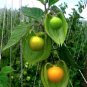 Bulk Uchuva Fruit Organic Giant Poha Berry Physalis Peruviana - 500 Seeds