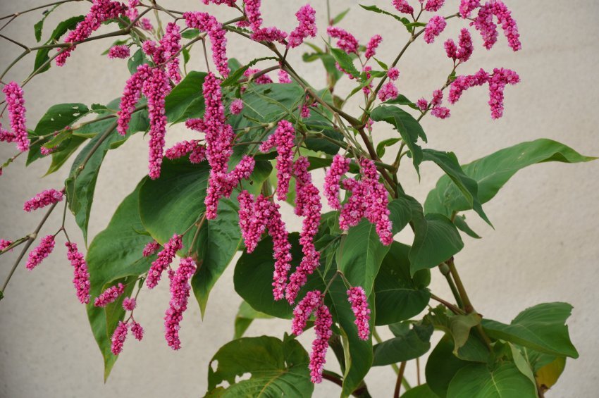 Pink KissMeOvertheGardenGate Persicaria orientalis 15 Seeds