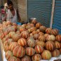 Rare Indian Kajari Delhi Melon Cucumis melo - 10 Seeds