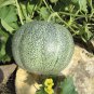 French True Petit Gris de Rennes Rare Small Heirloom Gourmet Melon Cucumis Melo - 20 Seeds
