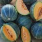 French True Petit Gris de Rennes Rare Small Heirloom Gourmet Melon Cucumis Melo - 20 Seeds