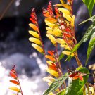 Unusual Firecracker Vine Ipomoea lobata - 10 Seeds