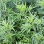 Organic Heirloom Herb Mugwort Artemisia vulgaris - 100 Seeds