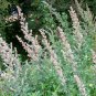 Organic Heirloom Herb Mugwort Artemisia vulgaris - 100 Seeds
