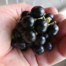 Organic Black True Wonderberry Sunberry Solanum burbankii - 30 Seeds