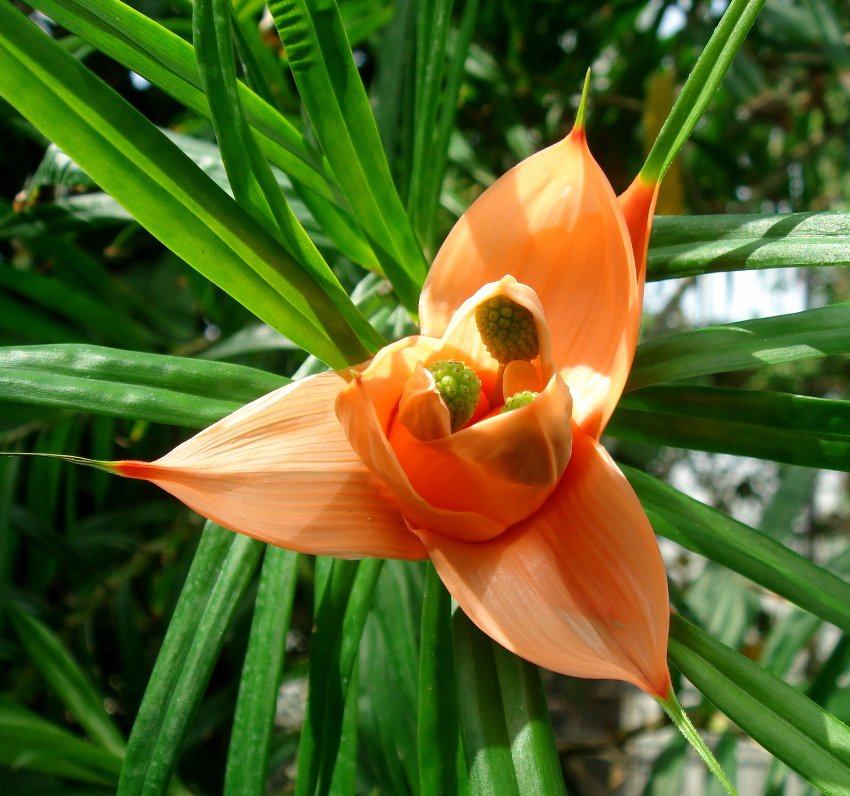 Rare Flowering Pandanus cumingiana 10 Seeds