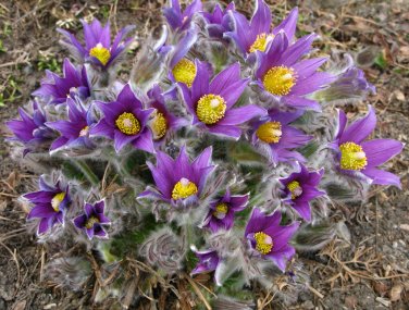 Purple Pasque Flower Anemone Pulsatilla vulgaris - 20 Seeds