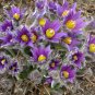 Purple Pasque Flower Anemone Pulsatilla vulgaris - 20 Seeds