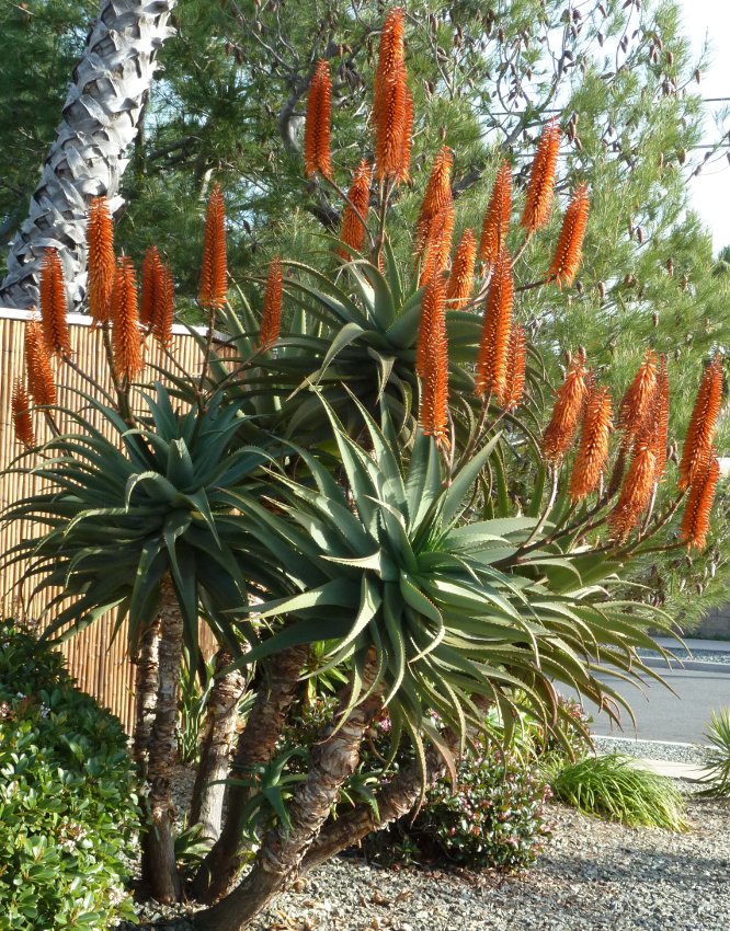 African Red Cape Aloe Aloe Ferox Candelabrum 15 Seeds 1727