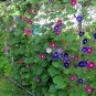 Colorful Morning Glory Mix Ipomoea - 30Seeds