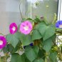 Colorful Morning Glory Mix Ipomoea - 30Seeds