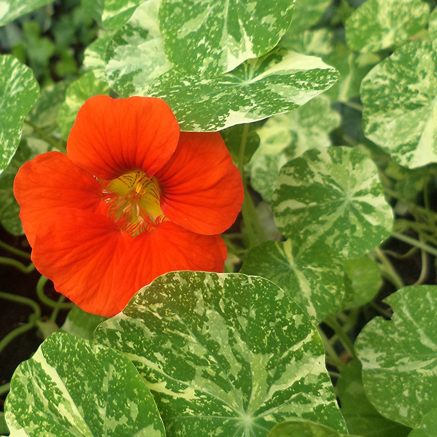 Edible Flowers Organic Variegated Nasturtium Tropaeolum Majus Alaska