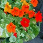 Edible Flowers Organic Variegated Nasturtium Tropaeolum Majus Alaska - 25 Seeds