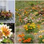 African Treasure Flower Bright Day Mix Gazania rigens - 50 Seeds