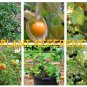 Annual and Perennial Fruits Organic Garden Seed Collection - 6 Varieties
