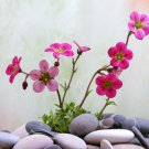 Rock Breaker Mossy Rockfoil Pink Shades Saxifraga x arendsii  - 50 Seeds