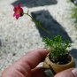 Rock Breaker Mossy Rockfoil Red Shades Saxifraga x arendsii  - 50 Seeds