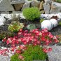 Rock Breaker Mossy Rockfoil Red Shades Saxifraga x arendsii  - 50 Seeds