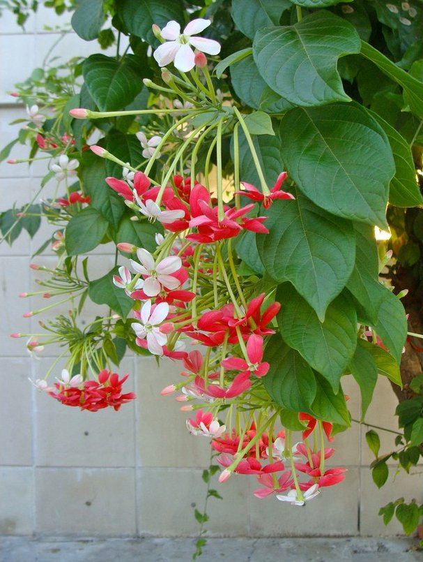 Rangoon Creeper Plant (quisqualis indica)