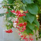 Unrooted Cuttings! Rare Rangoon Creeper Fructus Quisqualis indica Combretum indicum tricolor