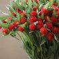Strawberry Red Globe Amaranth Gomphrena haageana - 50 Seeds