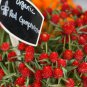Strawberry Red Globe Amaranth Gomphrena haageana - 50 Seeds