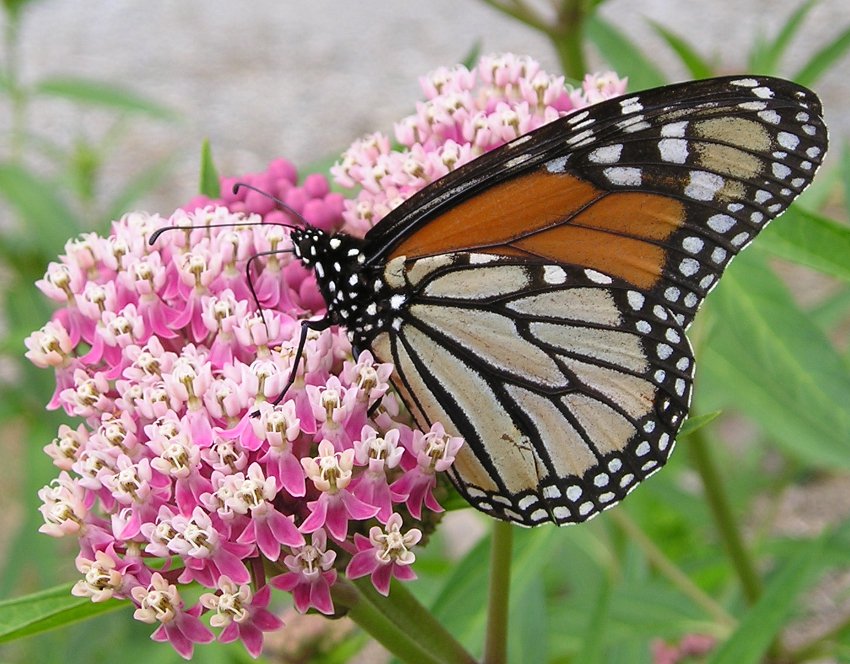 Pink Rose Butterfly Milkweed Asclepias Incarnata - 30 Seeds