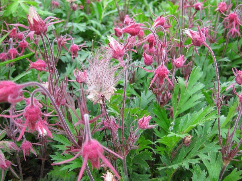 Old Man's Beard Prairie Smoke Geum Triflorum - 20 Seeds