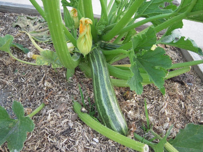 Organic Heirloom Zucchini Cocozelle di Tripolis Summer Squash Cucurbita pepo - 50 Seeds
