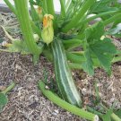 Organic Heirloom Zucchini Cocozelle di Tripolis Summer Squash Cucurbita pepo - 30 Seeds