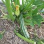 Organic Heirloom Zucchini Cocozelle di Tripolis Summer Squash Cucurbita pepo - 30 Seeds