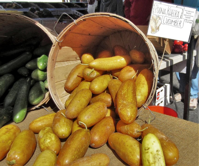 Organic Heirloom Poona Kheera Gourmet Cucumber Cucumis sativus - 25 Seeds