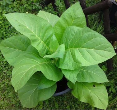 Organic Kentucky Burley Nicotiana Tabacum 'KY14' - 200 Seeds