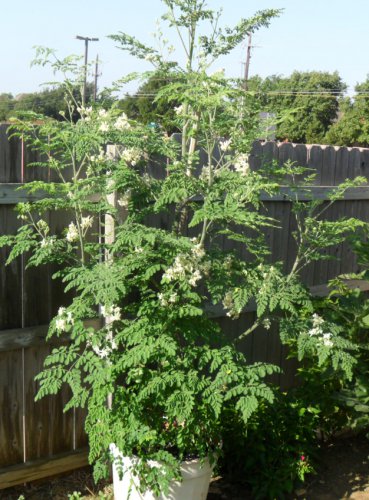 Drumstick Tree of Life Malunggay Organic Moringa Oleifera - 10 Seeds