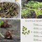 Drumstick Tree of Life Malunggay Organic Moringa Oleifera - 10 Seeds