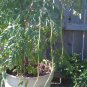 Organic Moringa Tree of Life Horseradish Tree Malunggay  Moringa Oleifera - 15 Seeds