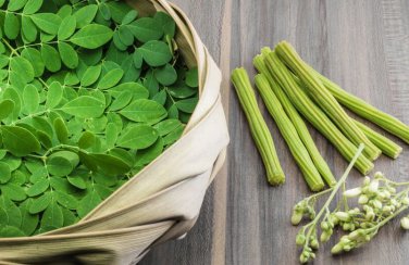 Organic Moringa Tree of Life Horseradish Tree Malunggay  Moringa Oleifera - 15 Seeds