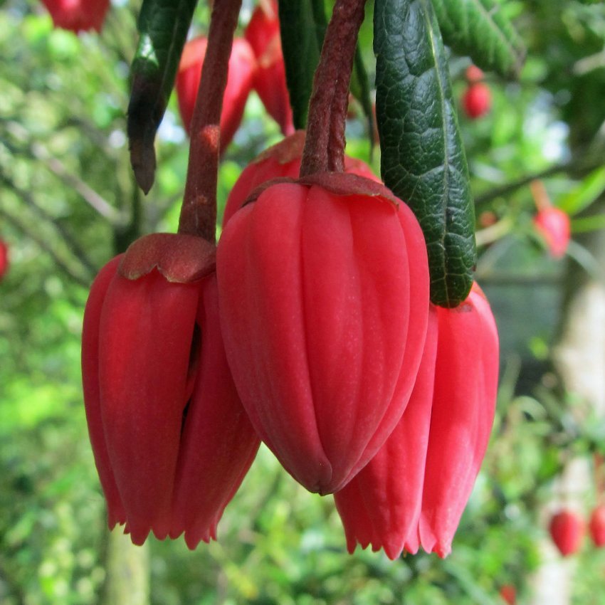 Rare Chilean Lantern Tree Crinodendron hookerianum - 5 Seeds