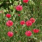 Edible Flowers Organic Cornflower Red Centaurea cyanus - 100 Seeds