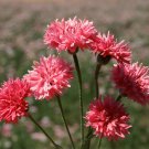 Edible Flowers Organic Cornflower Red Centaurea cyanus - 100 Seeds