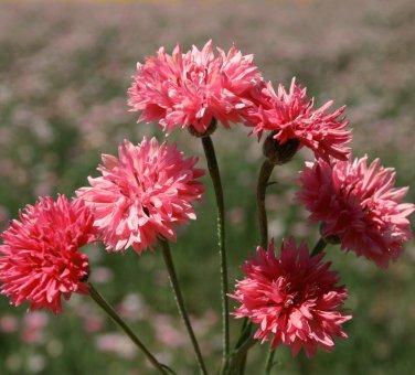 Edible Flowers Organic Cornflower Red Centaurea cyanus - 100 Seeds